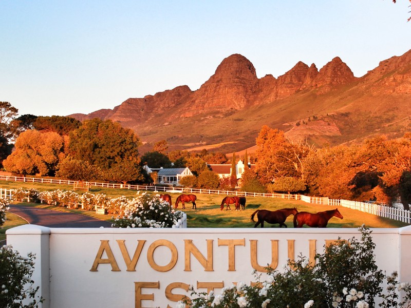 AVONTUUR STUD REACHES HEIGHTS IN NATIONAL YEARLING SALE Image 2
